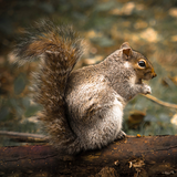 Squirrel Calls 아이콘