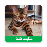 خلفيات قطط 2018