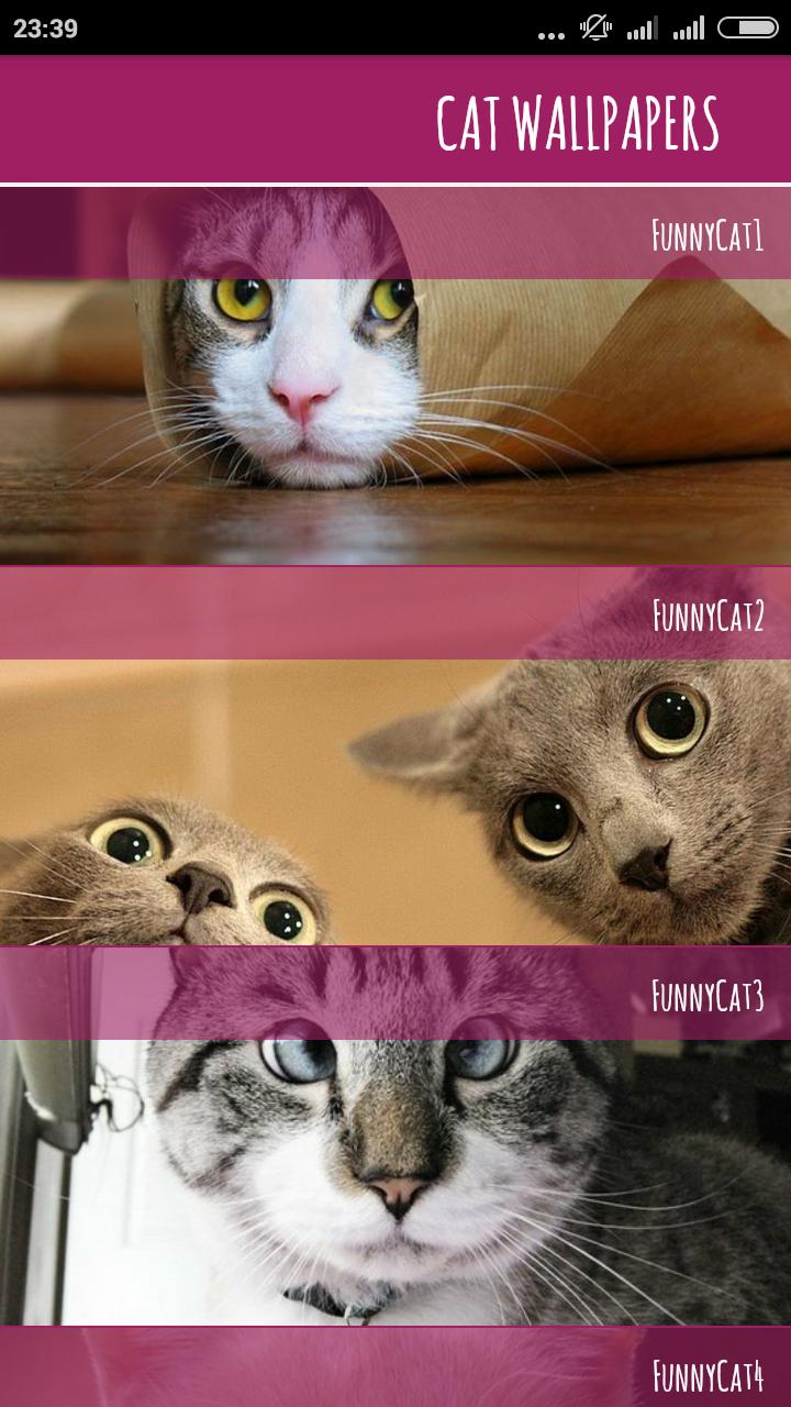 Gambar Kucing Lucu For Android Apk Download
