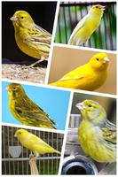 Canary singing screenshot 2