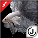 Betta Fish HD aplikacja