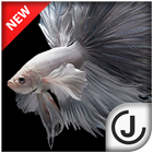 Icona Betta Fish HD