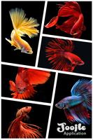 Betta Fish HD poster