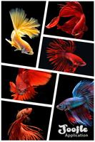 Betta Fish HD Affiche