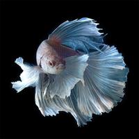 Betta Fish HD স্ক্রিনশট 3