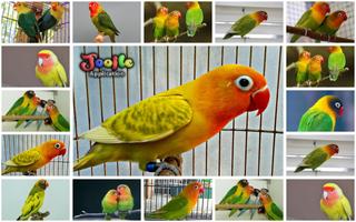 LoveBird Bird's chirp capture d'écran 2