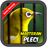 Zosterops Bird's chirp simgesi