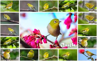 Zosterops Bird's chirp imagem de tela 2