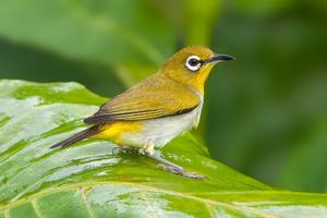 Zosterops Bird's chirp تصوير الشاشة 3