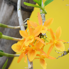 Orchid 图标