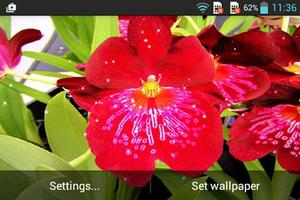 Orchid 截图 3