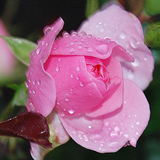 Rose иконка