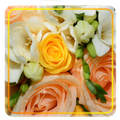 Yellow Rose