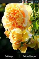 Yellow Rose Ekran Görüntüsü 3