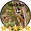 Canto Coleiro Do Brejo