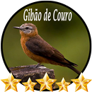 Canto Gibão de Couro APK