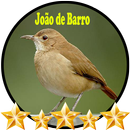 Canto João de Barro APK