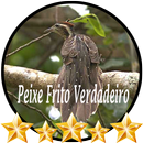 Canto Peixe Frito Verdadeiro APK
