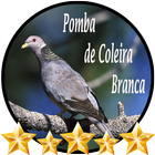 Canto Pomba de Coleira Branca ไอคอน