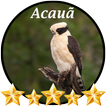 Canto de Acauã