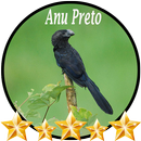 Canto de Anu Preto APK