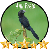Canto de Anu Preto biểu tượng