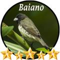 Canto de Colerio Baiano Tui Tui