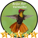 Canto de Beija flor Vermelho APK