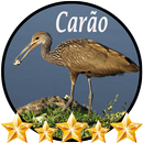 Canto de Carão APK