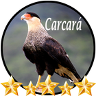 Canto de Carcará आइकन