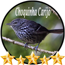 Canto de Choquinha Carijó APK
