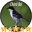 Canto de Choró Boi