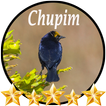 ”Canto de Chupim