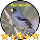 Canto de Cigarra Verdadeira APK