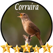 Canto de Corruíra