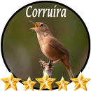 Canto de Corruíra APK