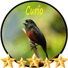 Canto de Curió Clássico আইকন