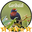 Canto de Garibaldi