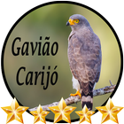 Canto de Gavião Carijó icon