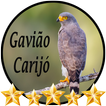 Canto de Gavião Carijó