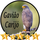 Canto de Gavião Carijó APK