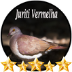 Canto de Juriti Vermelha