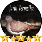 Canto de Juriti Vermelha আইকন