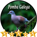 Canto de Pomba Galega APK