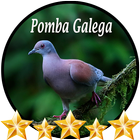Canto de Pomba Galega-icoon
