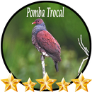 Canto de Pomba Trocal APK