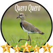 Canto de Quero Quero