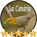 Canto de Saí Canário APK