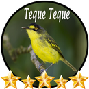 Canto de Teque Teque APK