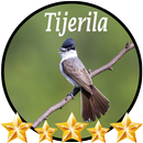 Canto de Tijerila APK